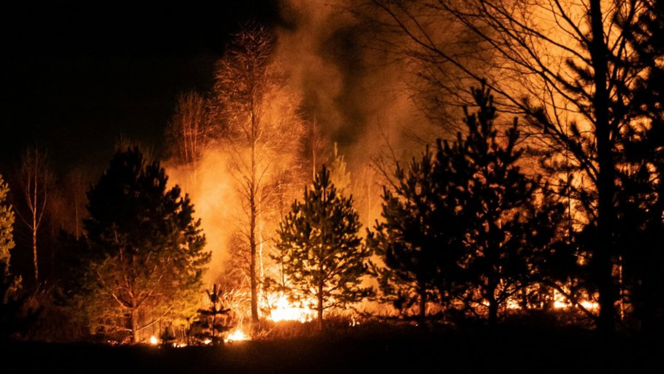 Brennende Bäume bei einem Waldbrand