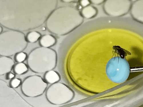 Fruit fly hovering over a drop of oil
