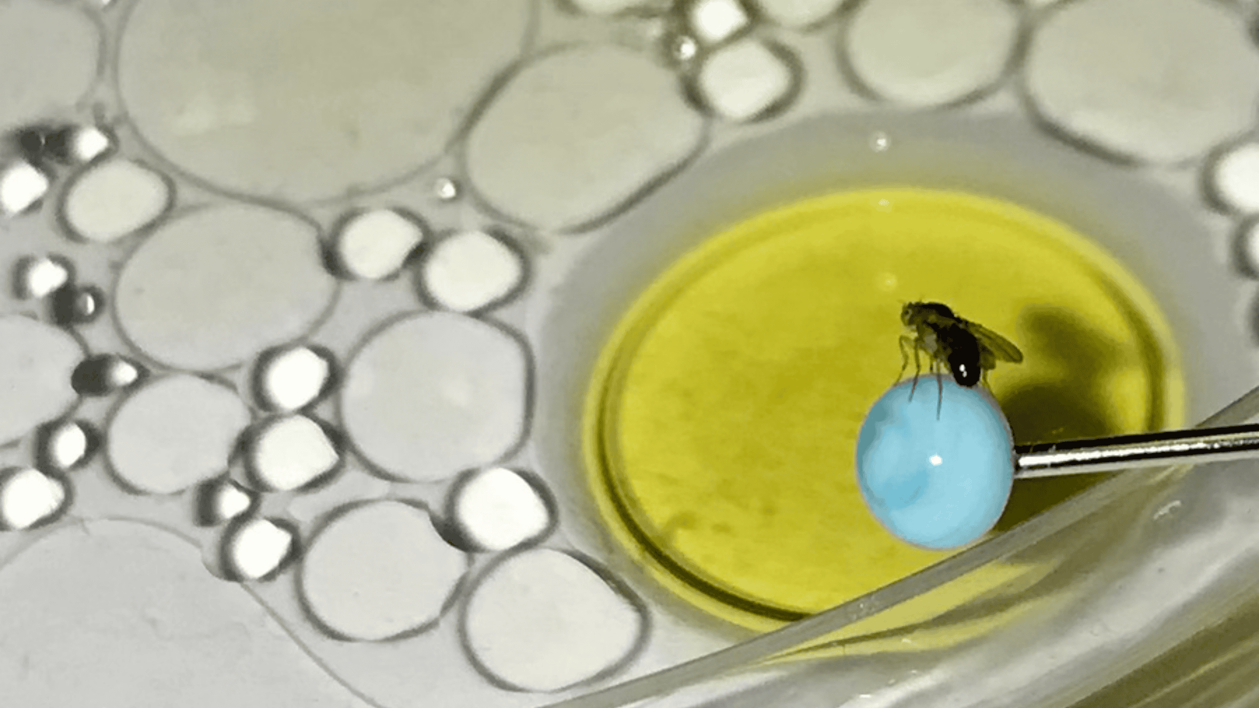 Fruit fly hovering over a drop of oil