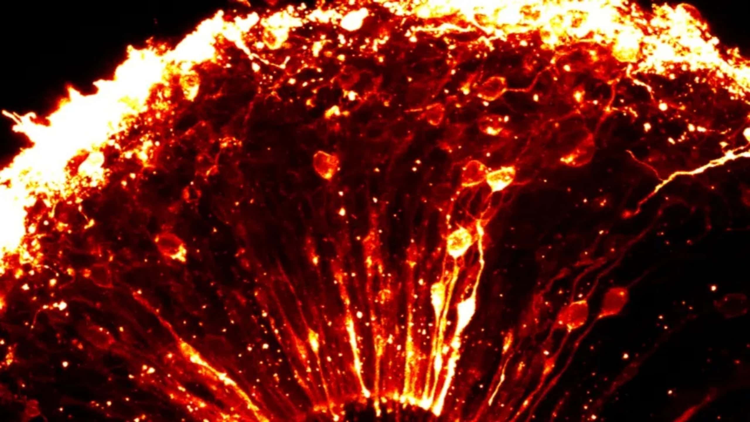 Mikroskopische Aufnahme eines menschlichen Gehirn-Organoids mit leuchtend eingefärbten Zellen und Verzweigungen.