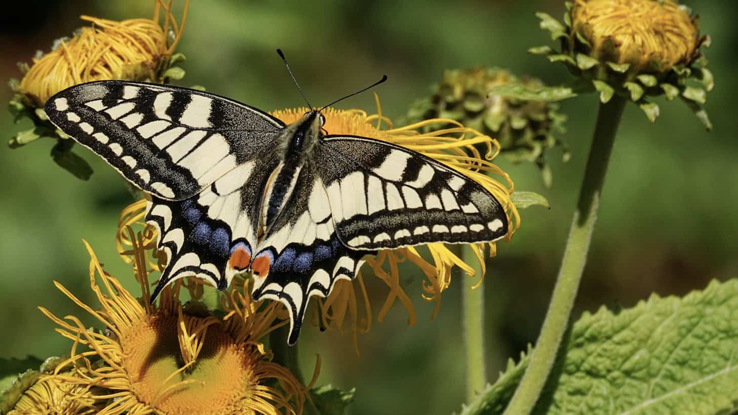 A swallowtail butterfly with yellow-and-black-patterned wings