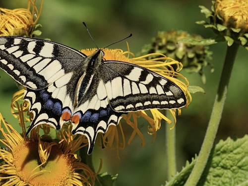 Schmetterling der Art Schwalbenschwanz mit gelb-schwarz gemusterten Flügeln