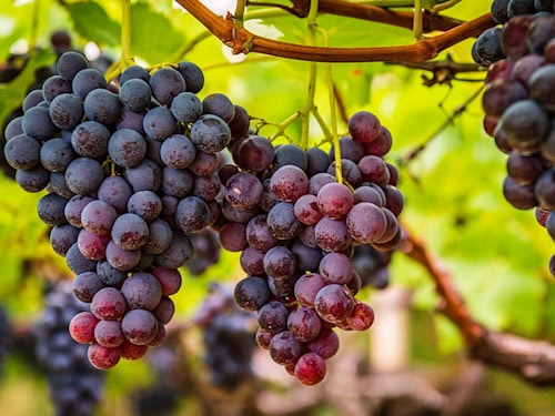 Weinrebe im Weinberg als Beispiel für den geplanten Einsatz eines KI-gestützten Rebschnitt-Roboters.