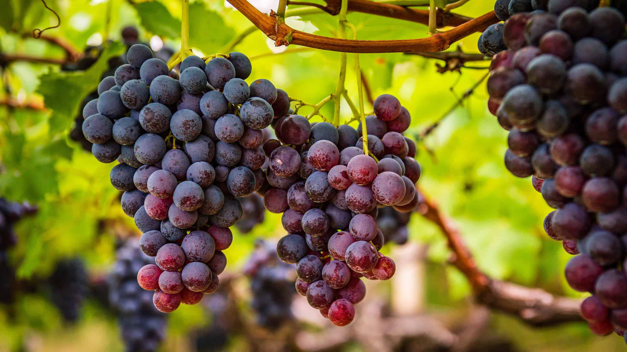 Weinrebe im Weinberg als Beispiel für den geplanten Einsatz eines KI-gestützten Rebschnitt-Roboters.