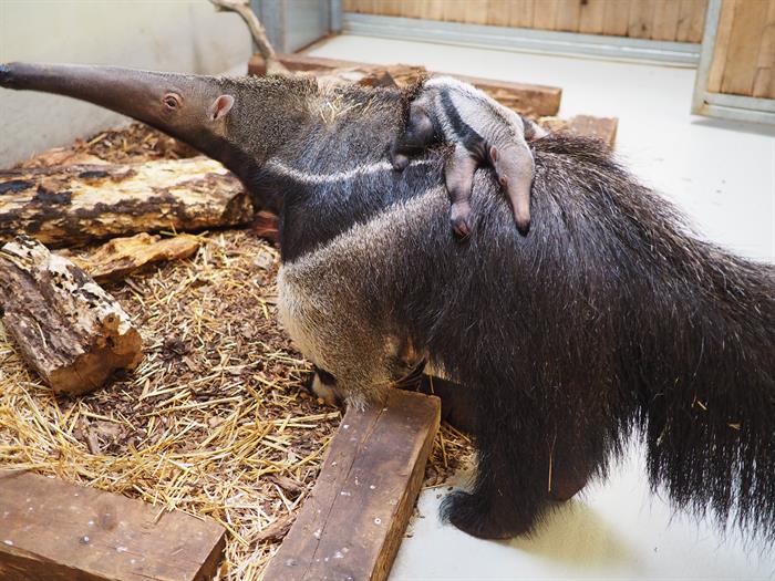 Zoo Leipzig / Ameisenbär