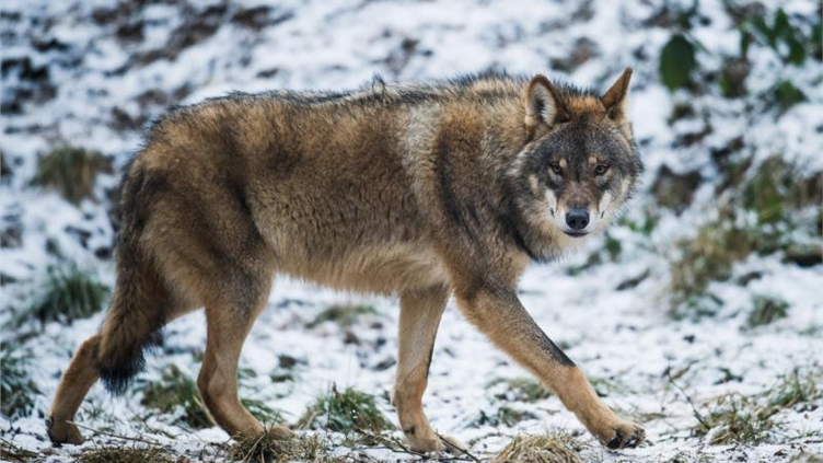 Wölfe in Sachsen: Rudel verschwunden und neues etabliert