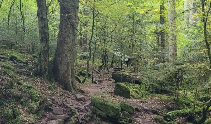 Wald