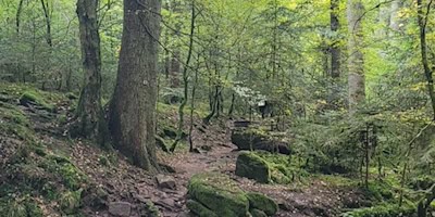 Wald