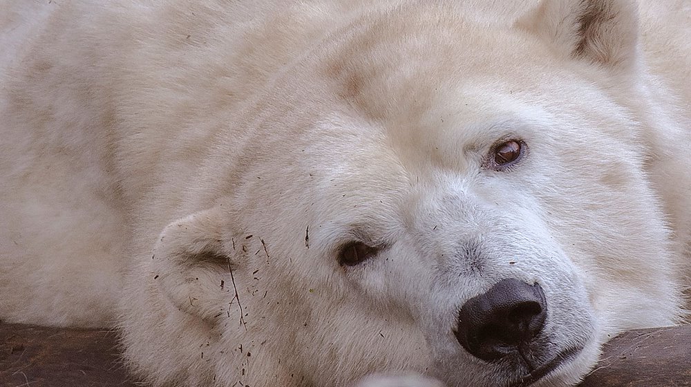 Eisbärin Hertha liegt im Tierpark Berlin in ihrem Gehege. / Foto: Paul Zinken/dpa