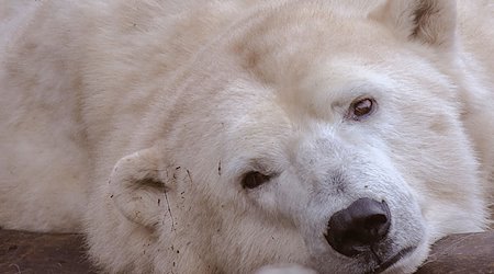 Eisbärin Hertha liegt im Tierpark Berlin in ihrem Gehege. / Foto: Paul Zinken/dpa