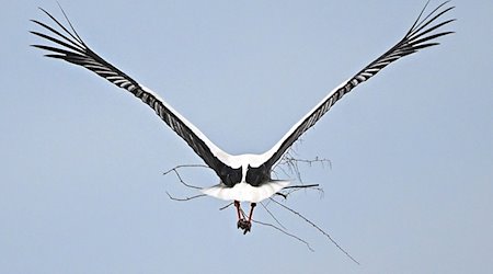 Einer der Weißstörche sammelt im Storchendorf Linum Zweige für den Ausbau des Horstes. / Foto: Jens Kalaene/dpa/Archvibild