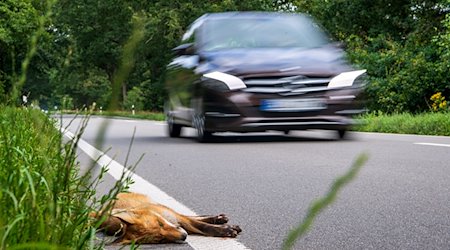 Ein toter junger Fuchs liegt angefahren am Straßenrand. / Foto: Sina Schuldt/dpa