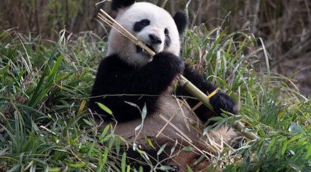 Panda-Dame Meng Meng läßt es sich im Zoo Berlin schmecken. / Foto: Paul Zinken/dpa