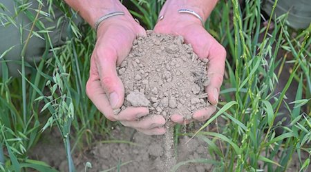 Ein Landwirt hält trockene Erde in einem Feld in seinen Händen. / Foto: Patrick Pleul/dpa