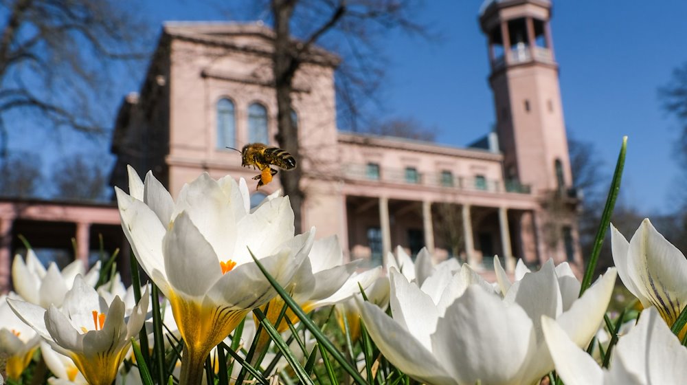 Weiße Krokusse blühen auf einer Wiese vor dem Schloss Biesdorf. / Foto: Jens Kalaene/dpa-Zentralbild/dpa