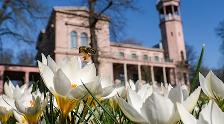 Weiße Krokusse blühen auf einer Wiese vor dem Schloss Biesdorf. / Foto: Jens Kalaene/dpa-Zentralbild/dpa