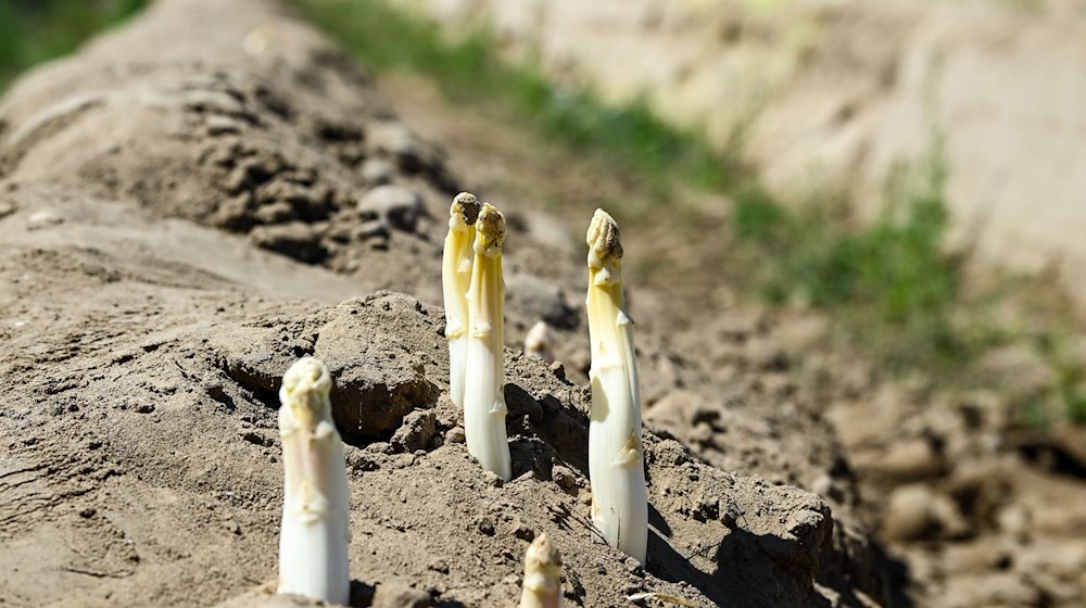 Auf einem Spargelfeld wächst nach dem Abräumen der Folien der Spargel aus der Erde. / Foto: Jens Kalaene/dpa