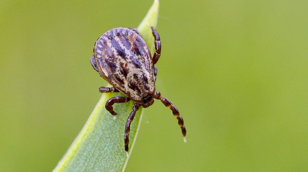 Zecken lauern in Gebüschen oder in hohem Gras und können Krankheiten wie Borreliose und FSME übertragen. / Foto: Patrick Pleul/dpa-Zentralbild/dpa
