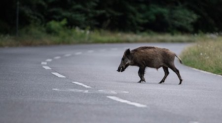 Ein Wildschwein läuft über eine Straße. / Foto: Paul Zinken/dpa/Symbolbild