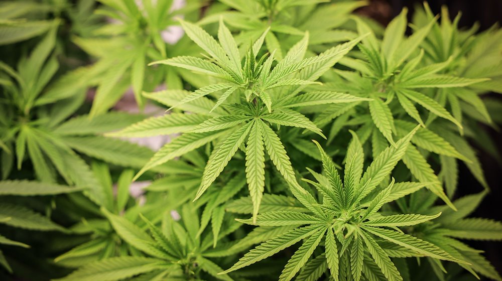 Cannabispflanzen (ca. 4 Wochen alt) in ihrer Wachstumsphase stehen unter künstlicher Beleuchtung in einem Privatraum. Aus der Cannabis-Pflanze werden Haschisch und Marihuana hergestellt. / Foto: Christian Charisius/dpa