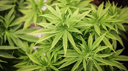 Cannabispflanzen (ca. 4 Wochen alt) in ihrer Wachstumsphase stehen unter künstlicher Beleuchtung in einem Privatraum. Aus der Cannabis-Pflanze werden Haschisch und Marihuana hergestellt. / Foto: Christian Charisius/dpa