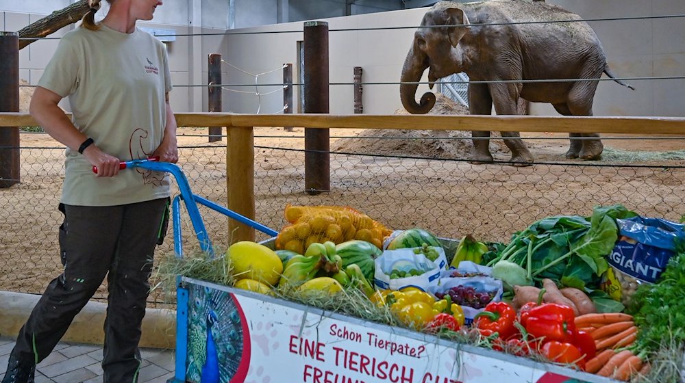 Heike Jandke, Tierpflegerin im Tierpark Cottbus, bringt einen Handwagen voller Futter für die asiatische Elefantenkuh Don Chung. / Foto: Patrick Pleul/dpa