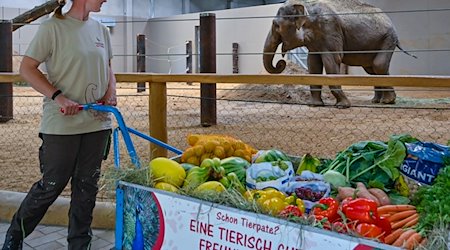 Heike Jandke, Tierpflegerin im Tierpark Cottbus, bringt einen Handwagen voller Futter für die asiatische Elefantenkuh Don Chung. / Foto: Patrick Pleul/dpa