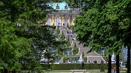 Zahlreiche Menschen sind bei Sonnenschein im Park Sanssouci auf den Weinbergterrassen unterwegs. / Foto: Jens Kalaene/dpa