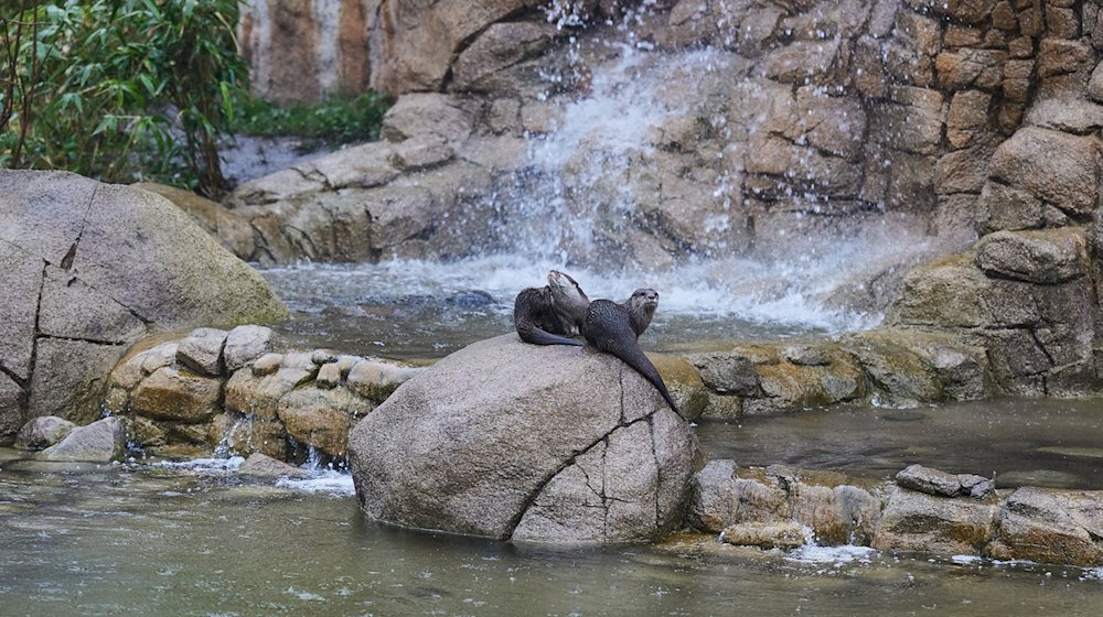 Die Zwergotter Susi und Strolch tummeln sich im Tierpark Berlin auf der Otter-Insel. / Foto: Joerg Carstensen/dpa