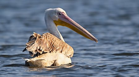 Ein Pelikan, vermutlich Rosapelikan (Pelecanus onocrotalus), schwimmt auf der Spree in Ostbrandenburg. / Foto: Patrick Pleul/dpa