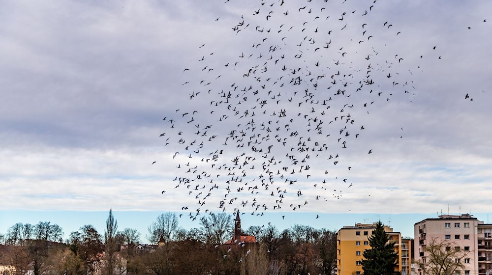 Tauben fliegen am bedeckten Himmel über dem Grenzfluss Neiße, der zwischen der deutschen Stadt Guben und dem polnischen Gubin fließt. / Foto: Frank Hammerschmidt/dpa/Archivbild