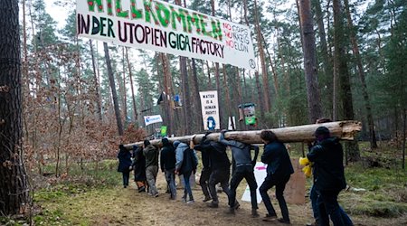 Aktivisten tragen in einem Protestcamp einen Baumstamm im Wald. / Foto: Christophe Gateau/dpa