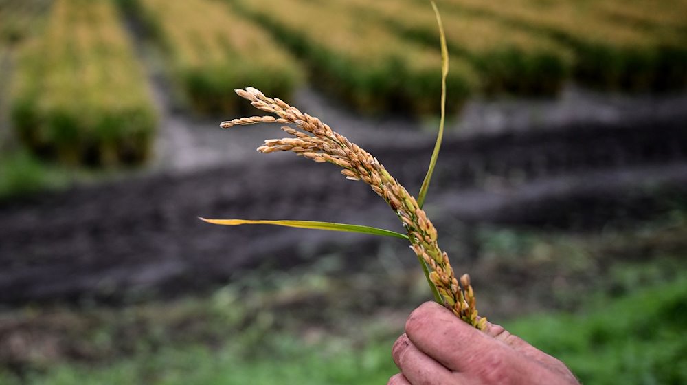 Landwirt Robert Jäckel hält eine Reis-Rispe in der Hand vor einem Reisfeld. / Foto: Britta Pedersen/dpa