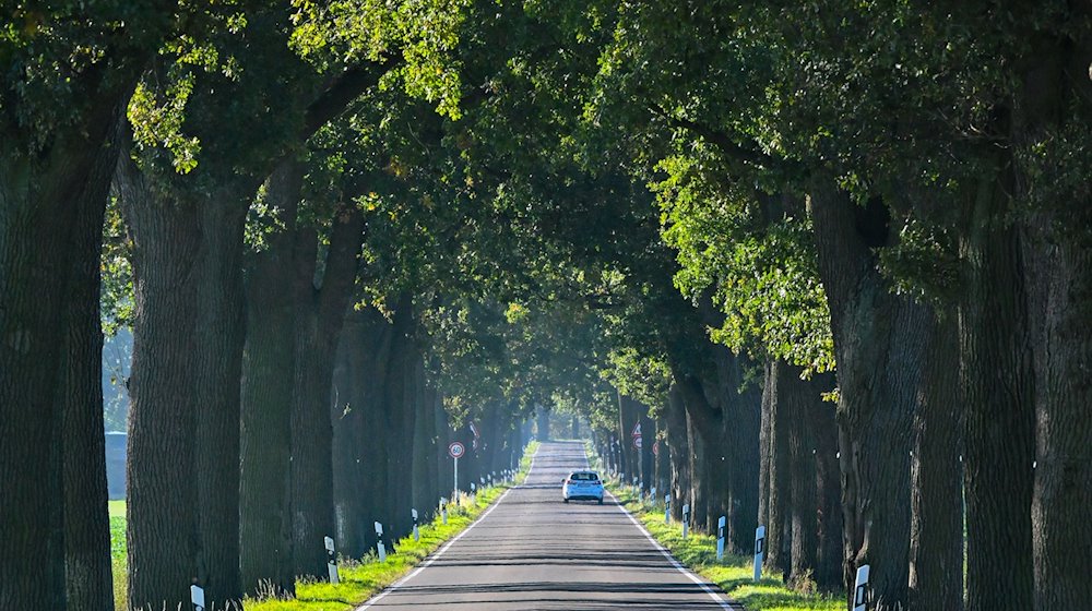 Ein Auto fährt eine Eichenallee entlang. / Foto: Patrick Pleul/dpa