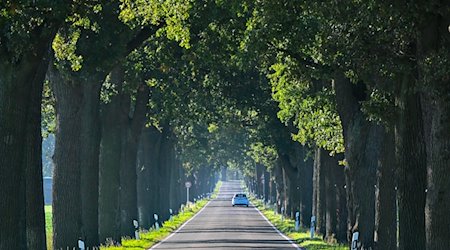 Ein Auto fährt eine Eichenallee entlang. / Foto: Patrick Pleul/dpa