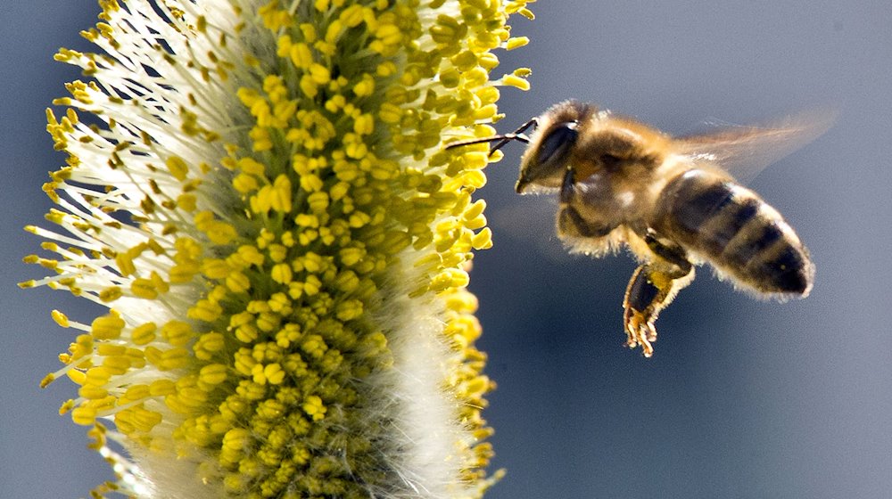 Eine Biene fliegt zu den Pollen eines Weidenkätzchens. / Foto: Boris Roessler/dpa