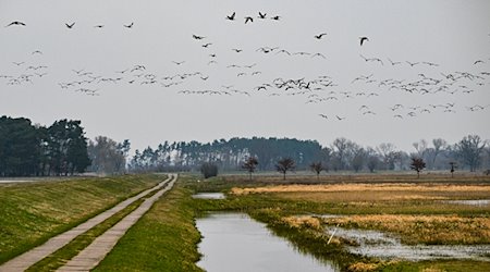 Wildgänse fliegen im Naturschutzgebiet Westhavelland. / Foto: Jens Kalaene/dpa