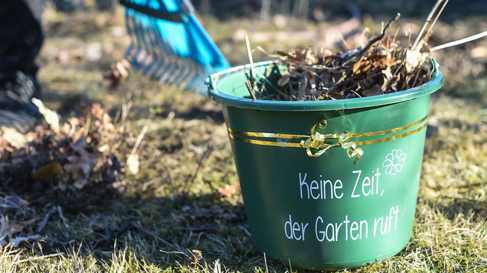 In einem Garten wird Laub geharkt und ein Eimer damit befüllt. / Foto: Kira Hofmann/dpa-Zentralbild/dpa/Archivbild