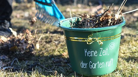 In einem Garten wird Laub geharkt und ein Eimer damit befüllt. / Foto: Kira Hofmann/dpa-Zentralbild/dpa/Archivbild