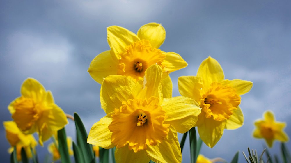 Osterglocken (Narcissus pseudonarcissus). / Foto: Soeren Stache/dpa