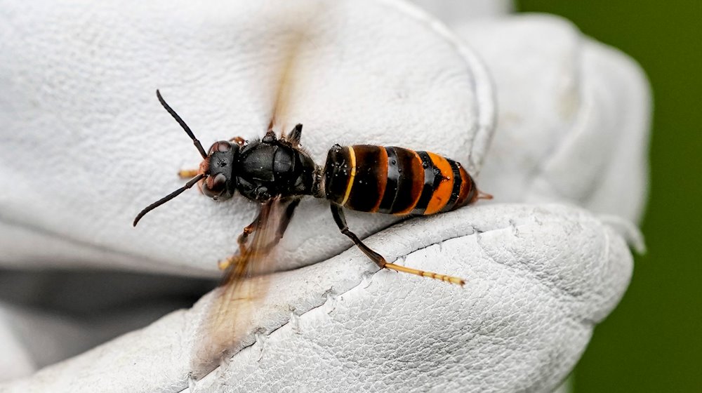 Eine Asiatische Hornisse (Vespa velutina nigrithorax) wird von einem Biologen mit einem Handschuh gehalten. / Foto: Axel Heimken/dpa