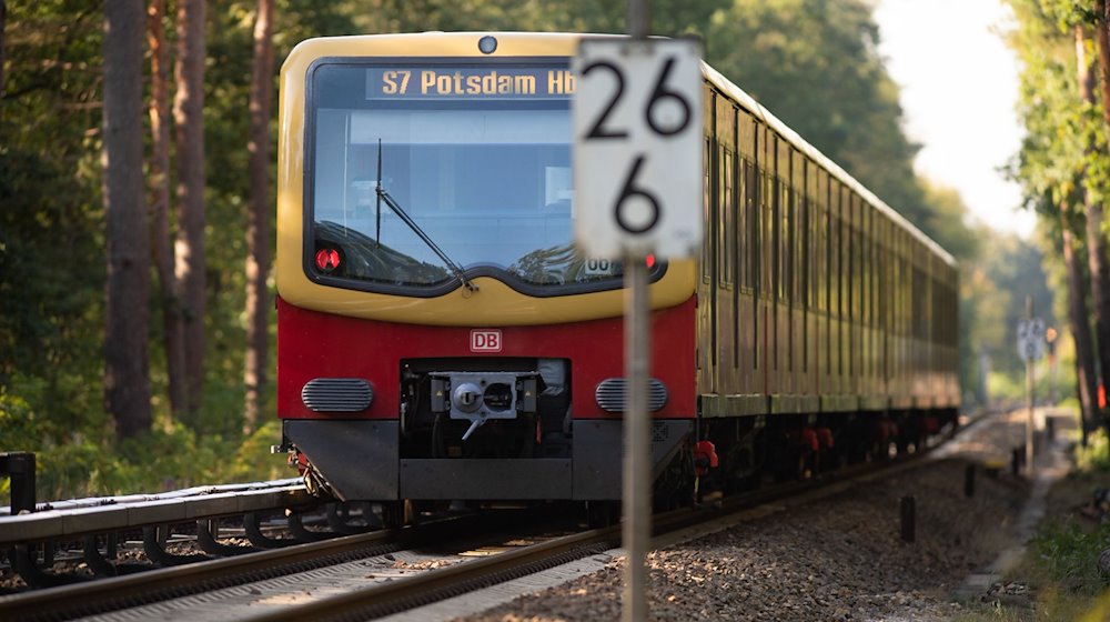 Ein S-Bahn fährt zwischen den Haltestellen Wannsee und Griebnitzsee durch den Wald. / Foto: Soeren Stache/dpa-Zentralbild/dpa