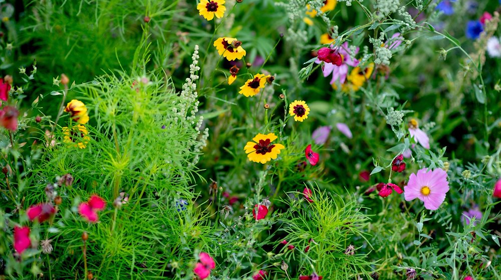 Verschiedene Blumen blühen auf einer Wiese, die für Wildblumen angelegt wurde. / Foto: Hauke-Christian Dittrich/dpa