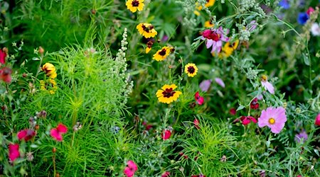 Verschiedene Blumen blühen auf einer Wiese, die für Wildblumen angelegt wurde. / Foto: Hauke-Christian Dittrich/dpa