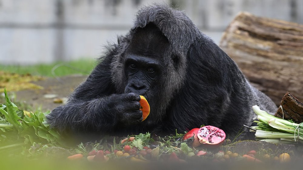 Die Gorilla-Dame Fatou verputzt ein Stück Obst. / Foto: Jonathan Penschek/dpa/Archivbild