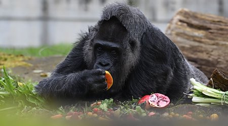 Die Gorilla-Dame Fatou verputzt ein Stück Obst. / Foto: Jonathan Penschek/dpa/Archivbild