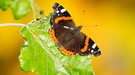 Ein Schmetterling sitzt in der Sonne auf einem grünen Blatt. / Foto: Soeren Stache/dpa/Symbolbild