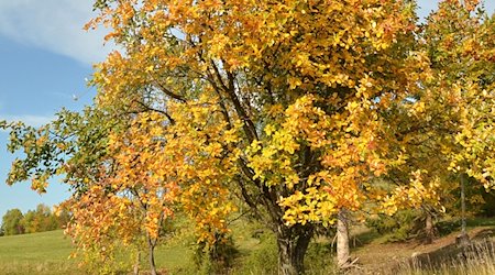 Eine Echte Mehlbeere steht auf einer Wiese am Fuß der Schwäbischen Alb. / Foto: Jürgen Blümle/Baum des Jahres - Dr. Silvius Wordarz Stiftung/dpa