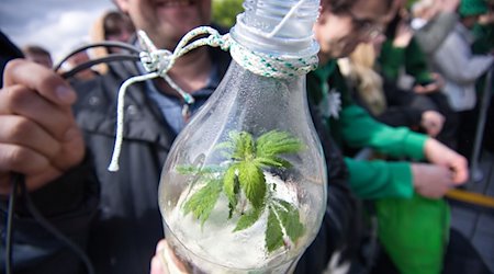 Eine Cannabispflanze zeigt ein Mann am Brandenburger Tor. / Foto: Paul Zinken/dpa