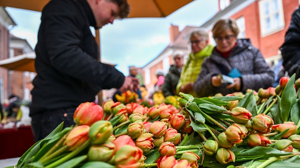 Bunte Tulpensträuße werden auf dem Tulpenfest im Holländischen Viertel verkauft. / Foto: Jens Kalaene/dpa